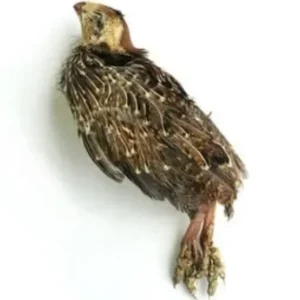 Whole Quail